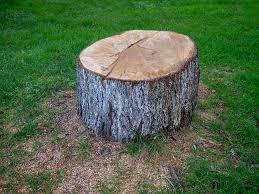 Best Utility Line Clearance  in Keno, OR