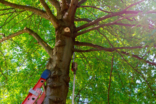 Best Tree and Shrub Care  in Keno, OR